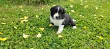 Border Collie ZKwP czarno biała suczka