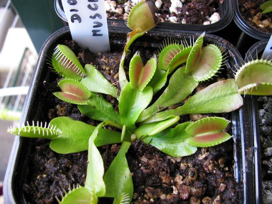 Kit completo p/ Planta Carnivora Dionaea Muscipula