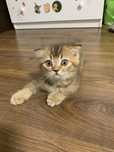 Шотландські котята, скоттіш фолд