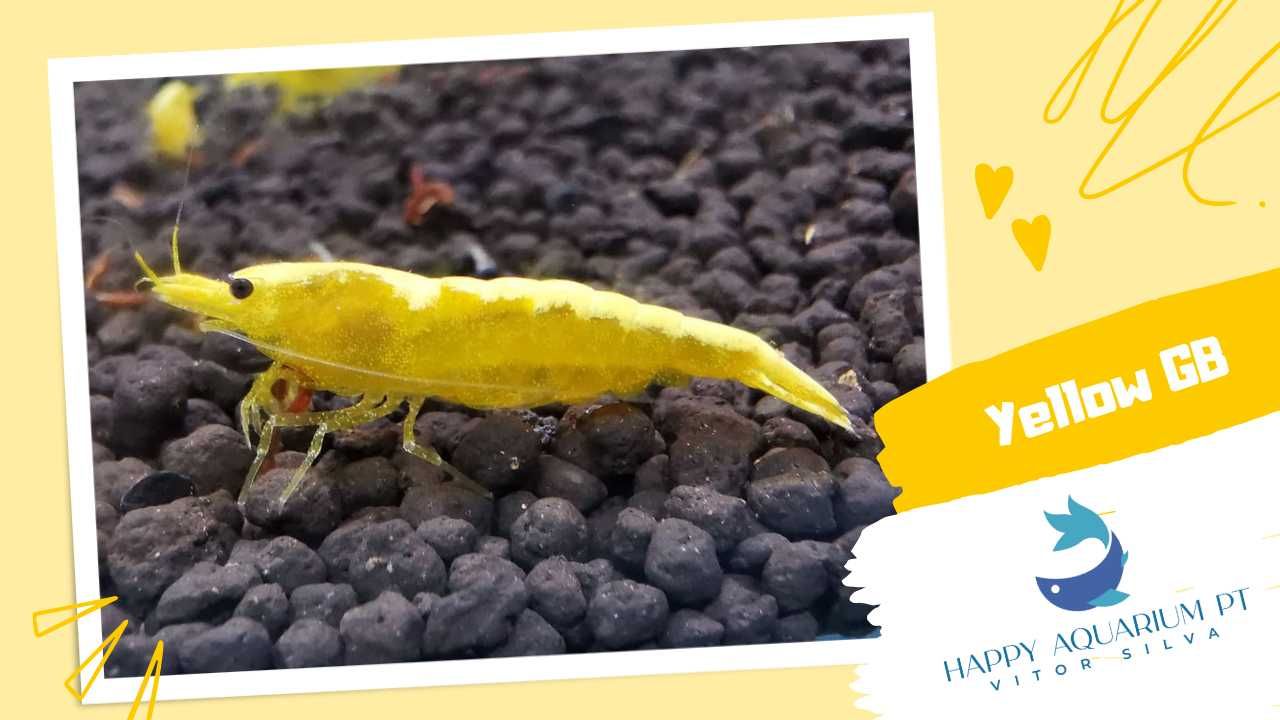 Neocaridina Yellow / Neocaridina Yellow Golden Back