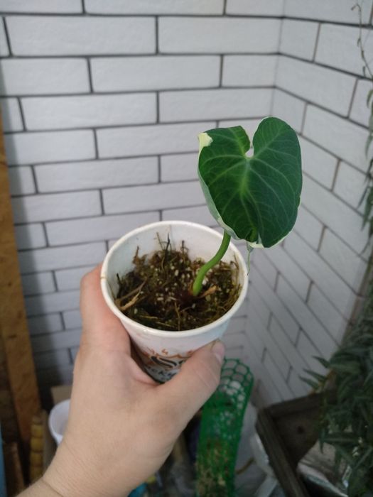 алоказія micholitziana mint, wentii, фрайдек вар, Міккі