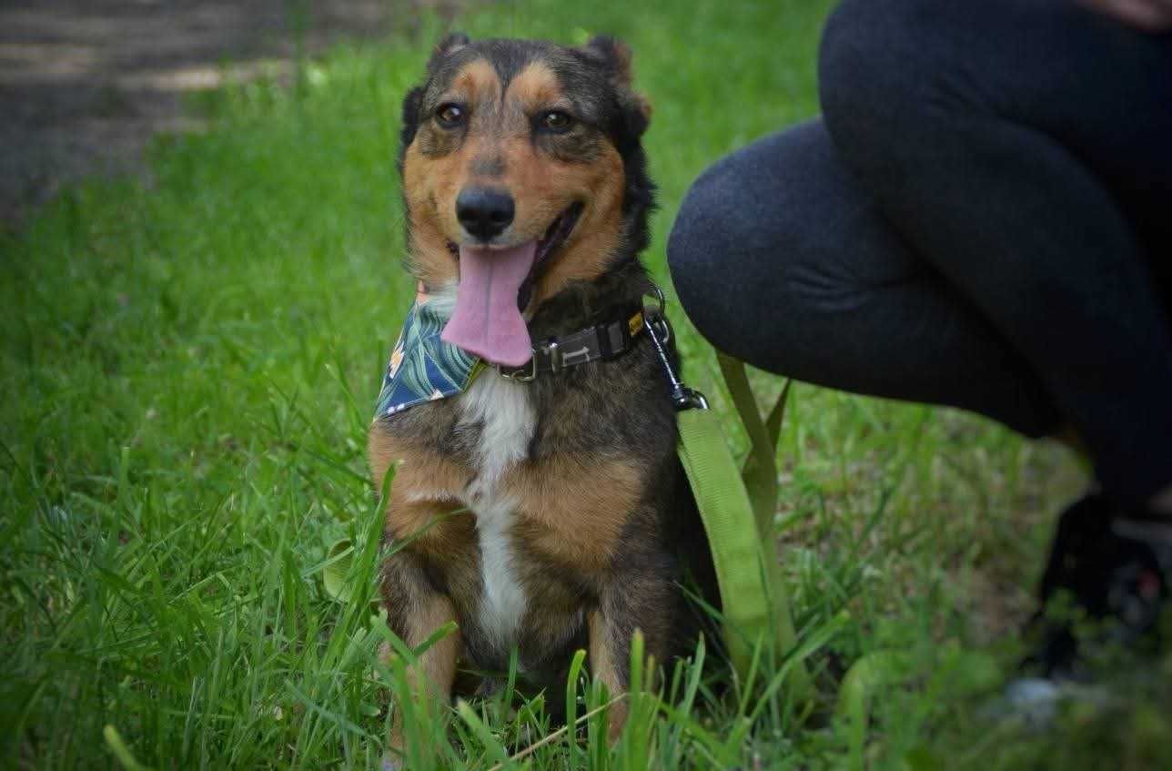 Cypisek - mały rezolutny radosny piesek ADOPCJA