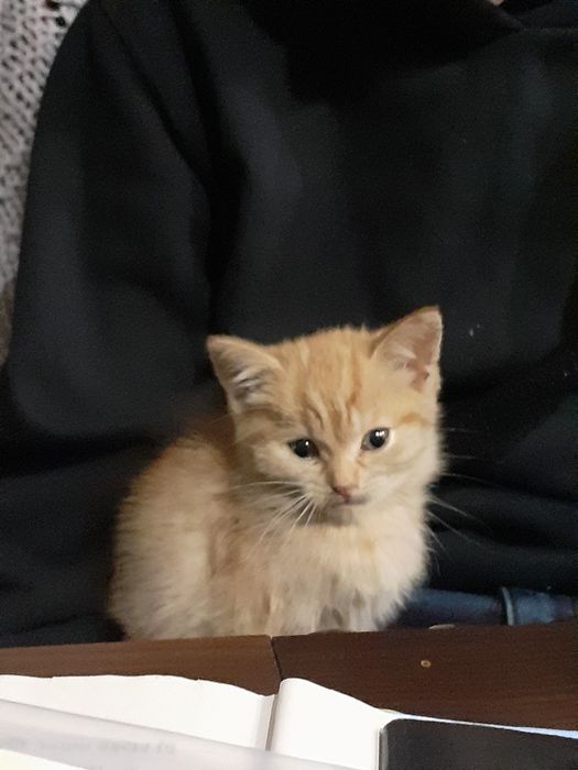 Кошенята у добрі руки