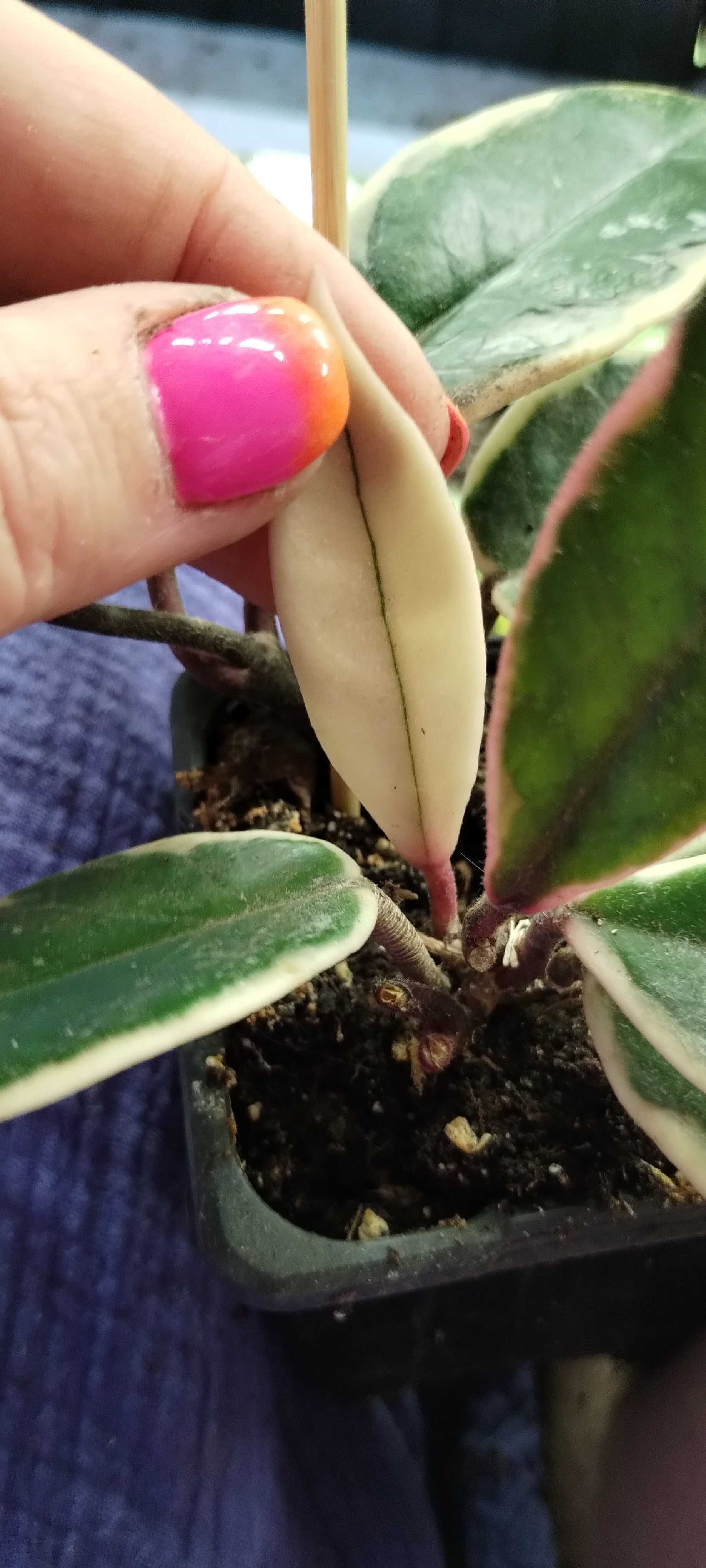 hoya flamingo dream