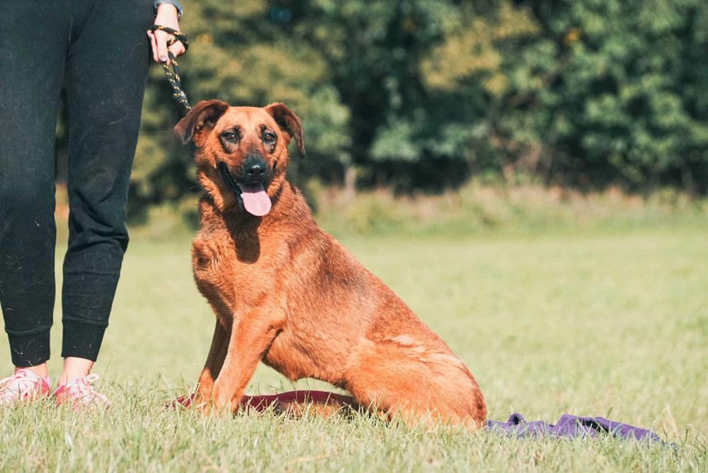 Andrea - śliczna sunia szuka domu