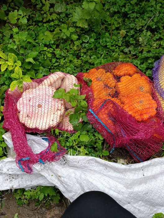 Безкоштовно насіння різне