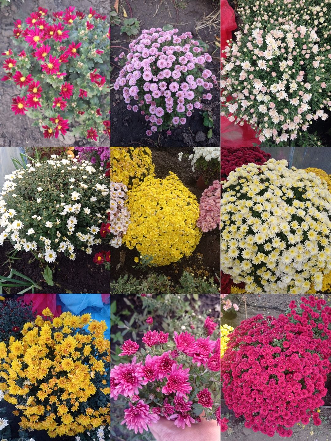 Хризантема різна,  хоста, бересклет, лаванда