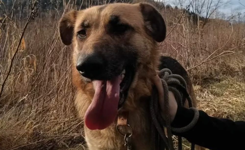 Suczka Kiara szuka domu!