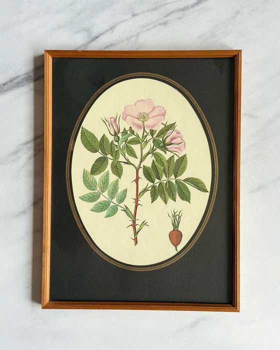 Botaniczny obrazek Rosa canina w drewnianej ramce, vintage