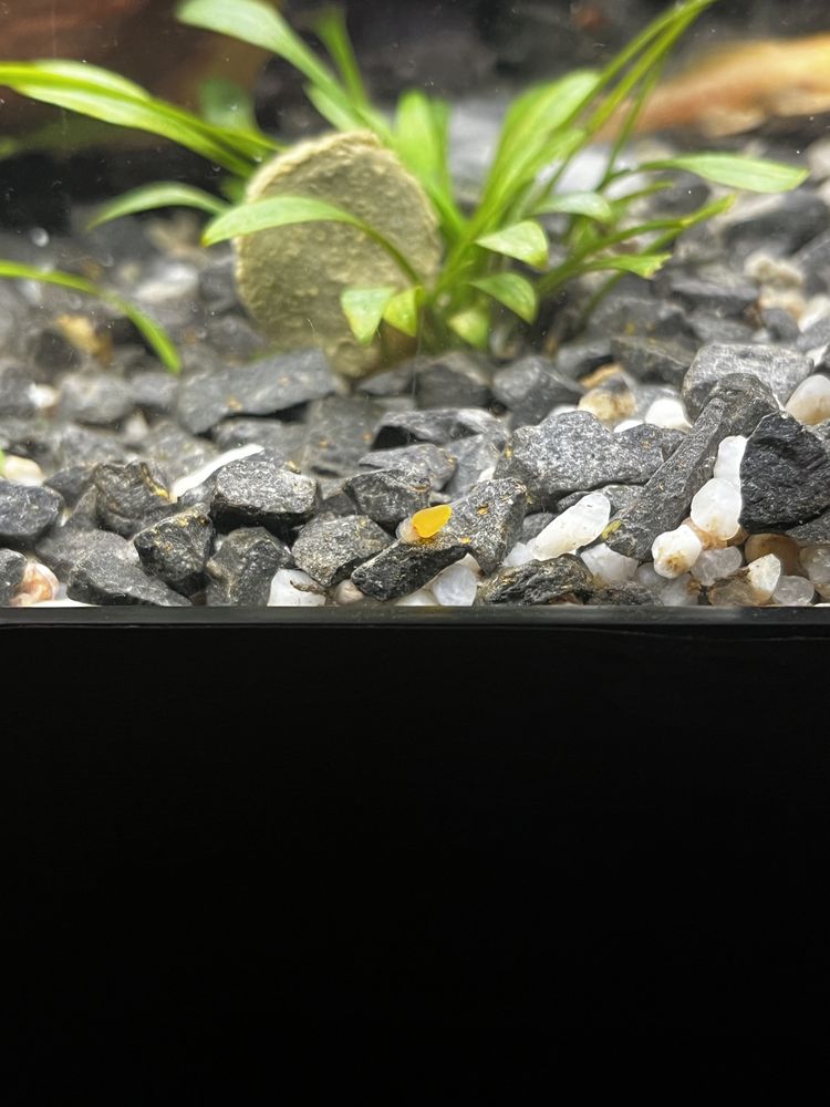 Glonojad albinos Ancitrus