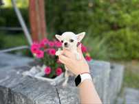 Chihuahua zkwp fci