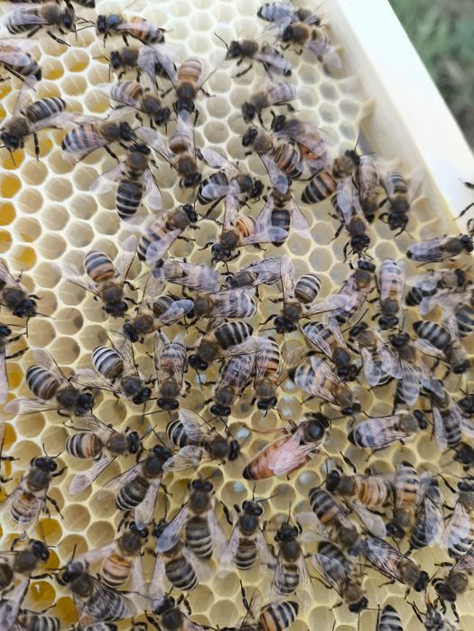 Бджоломатки БАКФАСТ F1 2025