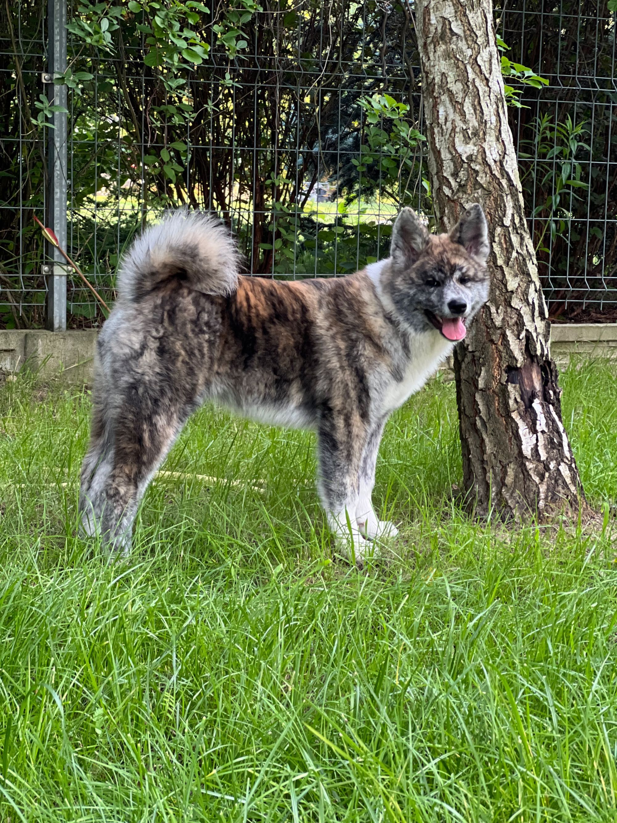 Akita Inu FCI szczeniak suczka