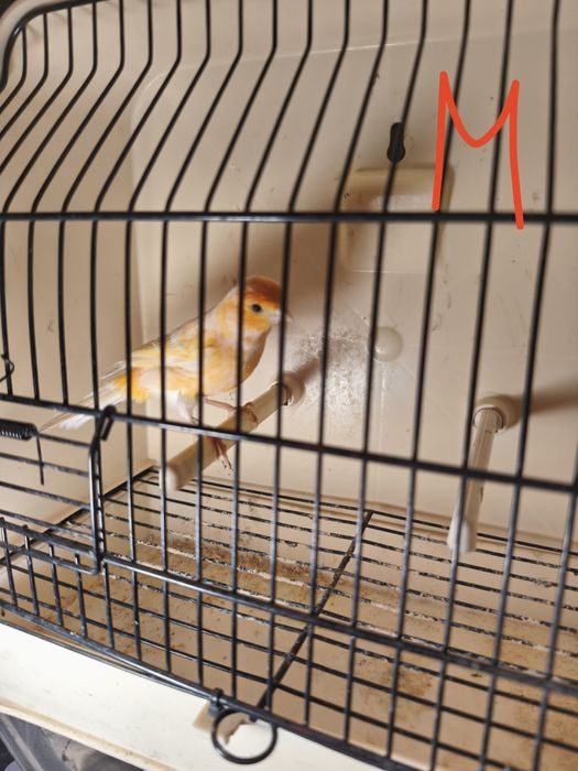 Canários para ceder