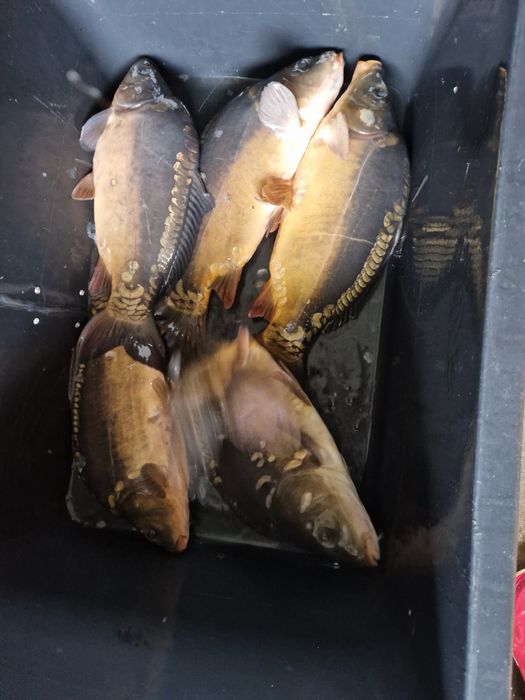 Karp Zarybieniowy na Łowisko 1, 5 - 3 kg