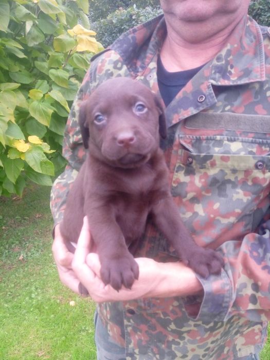 Labrador Retriever
