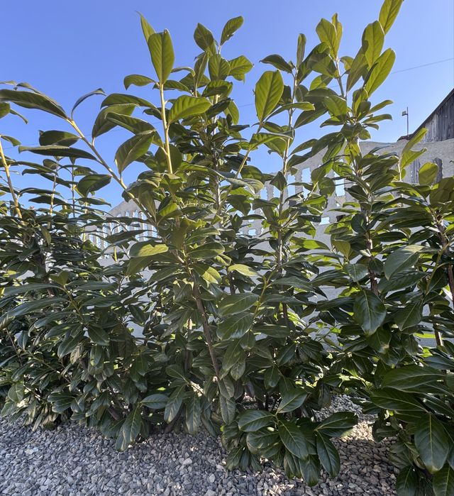 Odśnieżanie Ogrodnik/Usługi ogrodnicze / sadzenie roślin koszenie traw