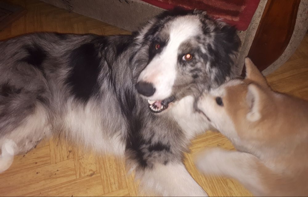 Border Collie zaginął