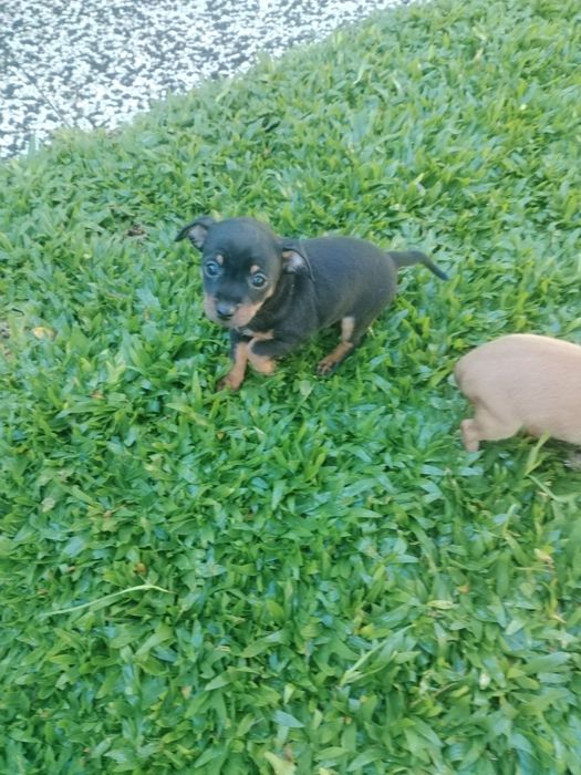 Pinscher miniatura disponível