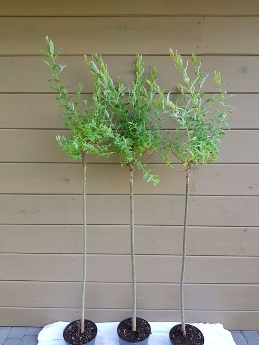 Salix integra 'Hakuro-nishiki' wierzba całolistna 'Hakuro-nishiki'