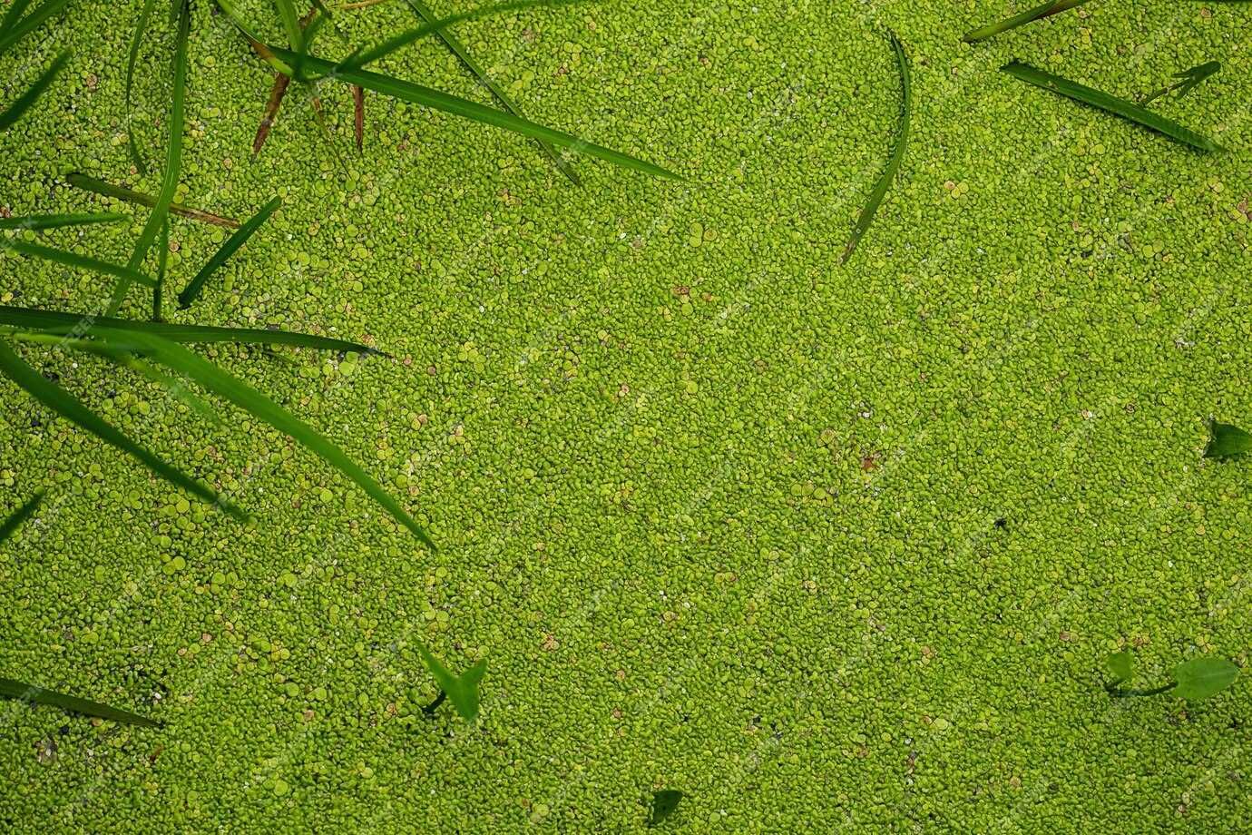 Planta flutuante Lemna minor ou lentilha d'água