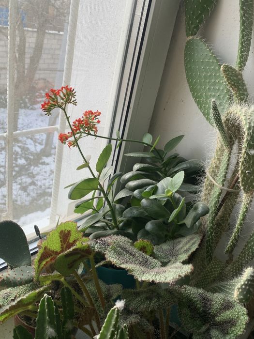 Цветы,продам.комнатные,кактусы,