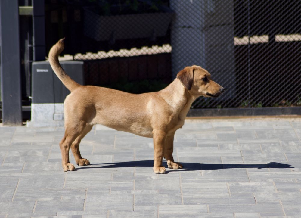 Ok. roczna Zuzia do pilnej adopcji, tak długo czeka na dom!