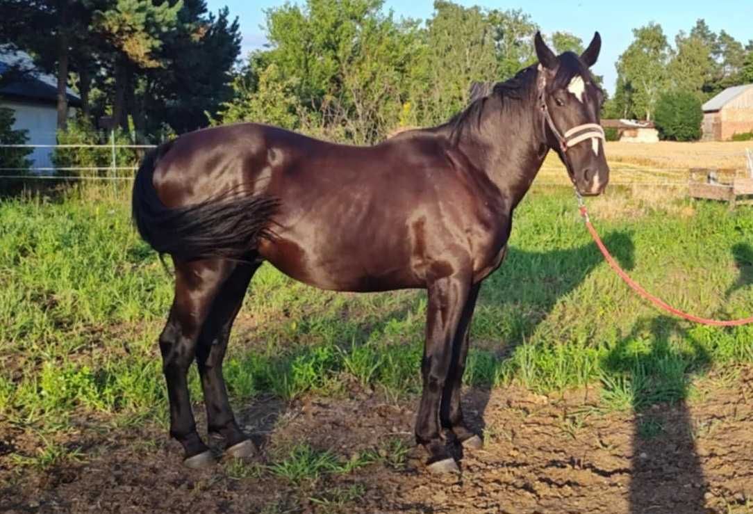 Ogier Śląski 2 lata 165cm kary