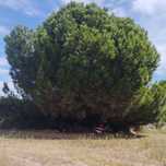 Limpeza de terrenos /Limpeza de arvores /Corte de lenhas /