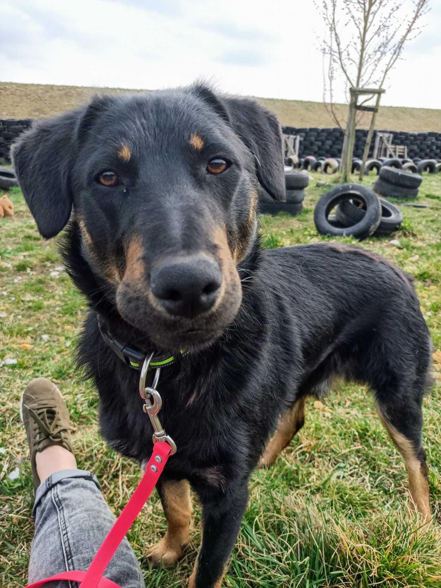 Dave poleca się do adopcji.