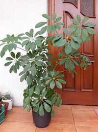 Шефлера (Schefflera)