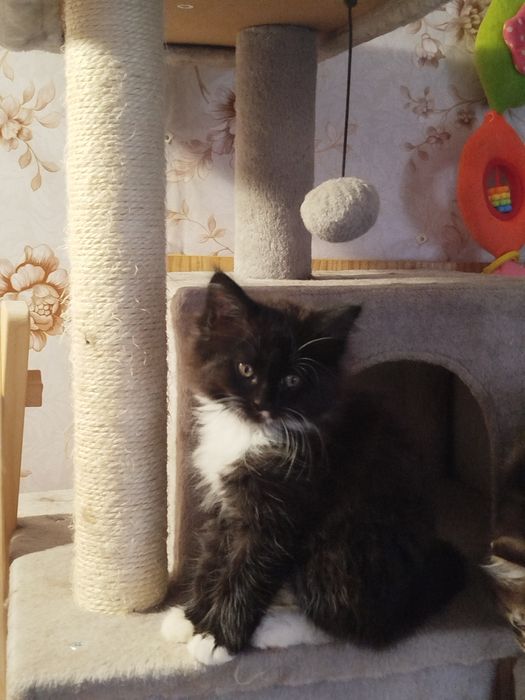 Kot MAINE COON z rodowodem