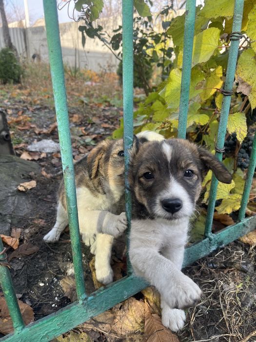 Отдам в добрые руки