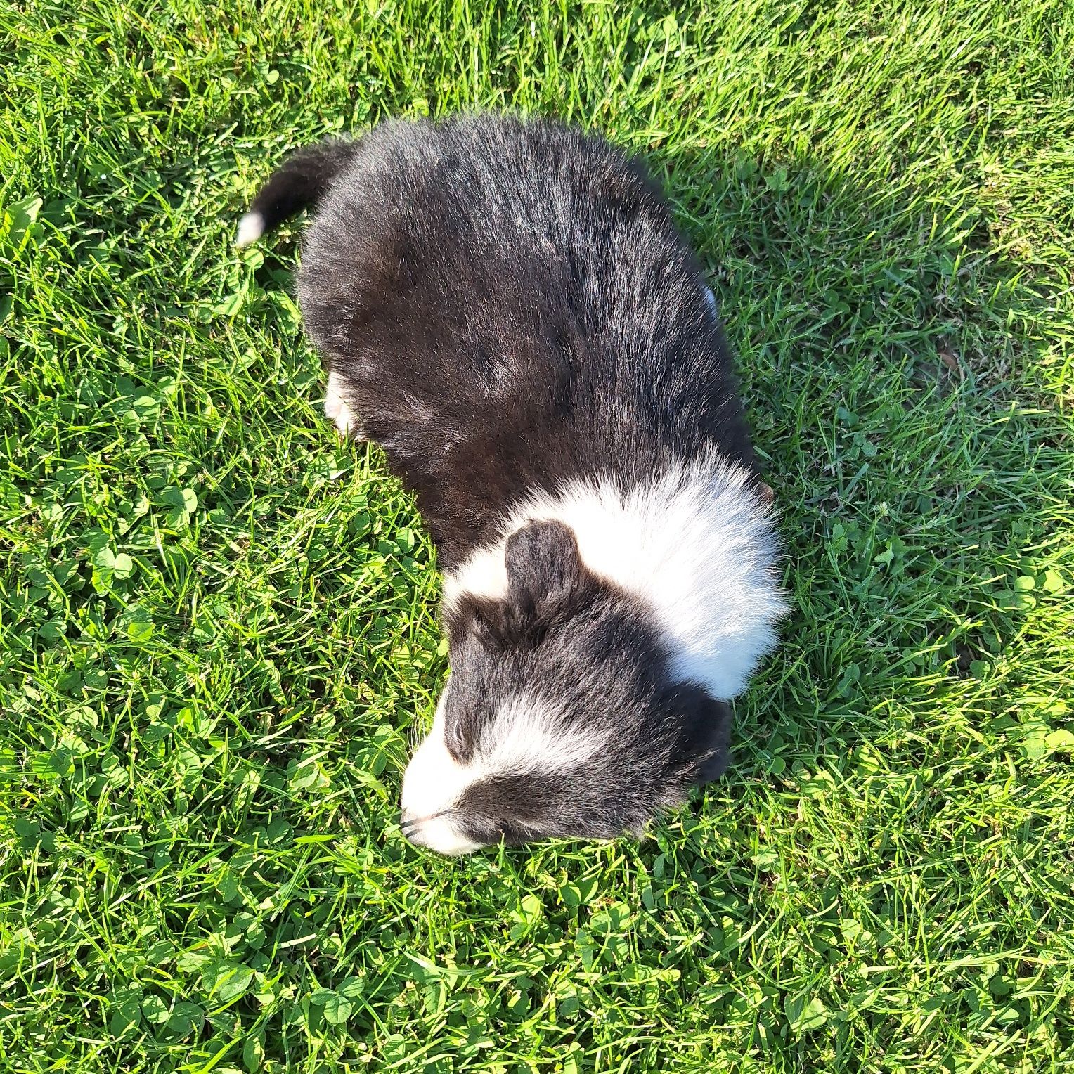 Piękna sunia border collie do odbioru