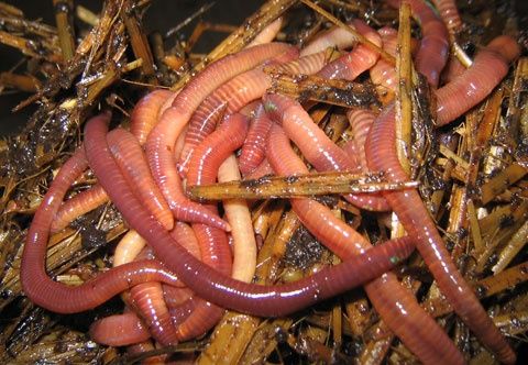 Húmus liquido de minhoca 5 Litros. Dê vida às plantas de vaso, jardim