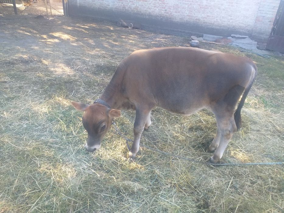 Продам джерсейка бичка