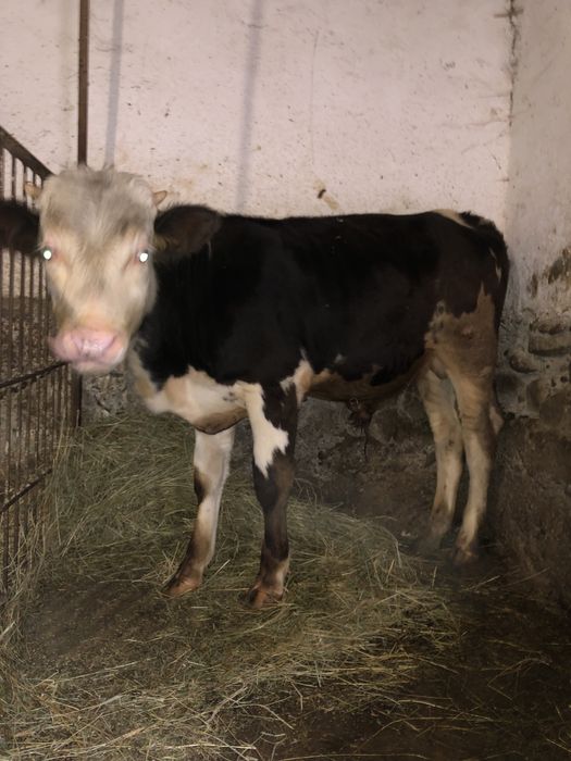 Продам бичка 7 місяців