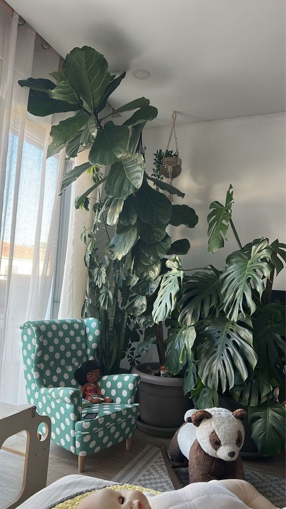 Ficus lyrata tamanho grande