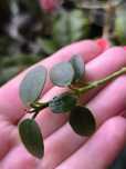 Hoya litophytica