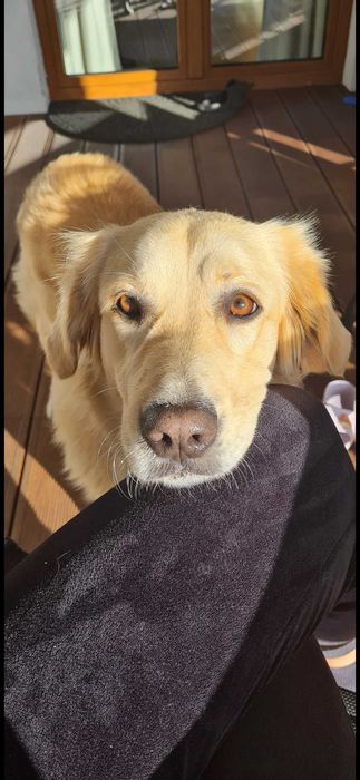Oddam w dobre ręce suczkę Golden Retriever