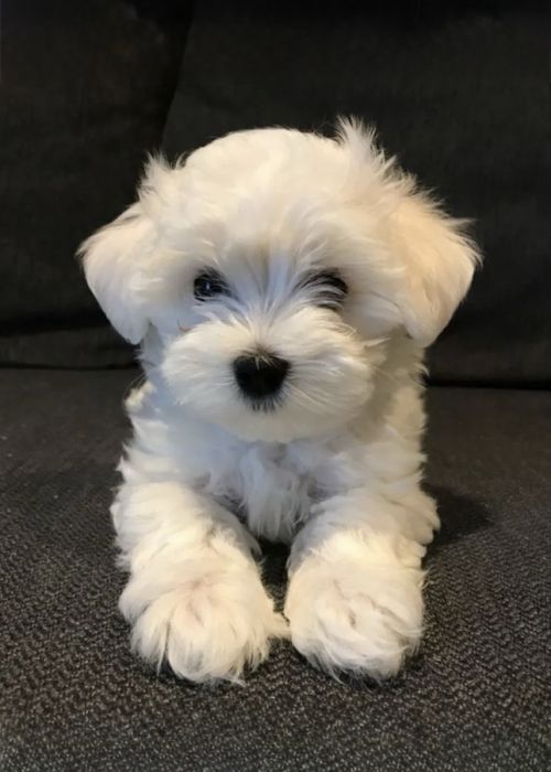 Мальтійська болонка;; мальтипу ф-1/