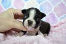 Boston Terrier dziewczynka Pola