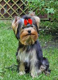 Yorkshire terrier- York - suczka z PRAWDZIWYM rodowodem,  FCI