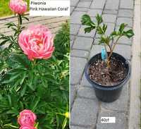 Pink Hawaiian Coral Peonia