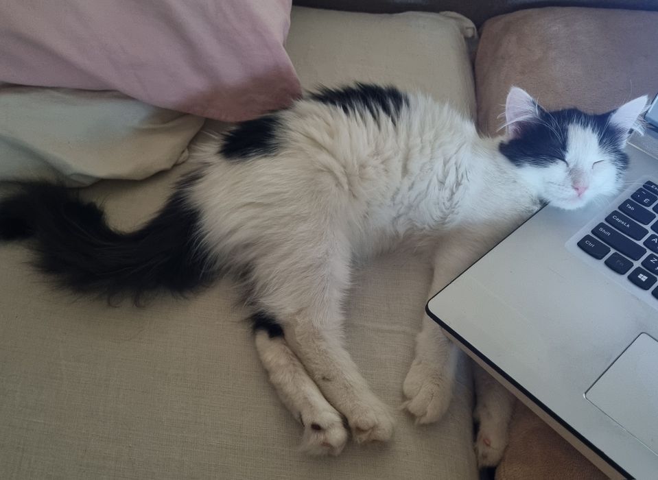 Котенок девоч стерил