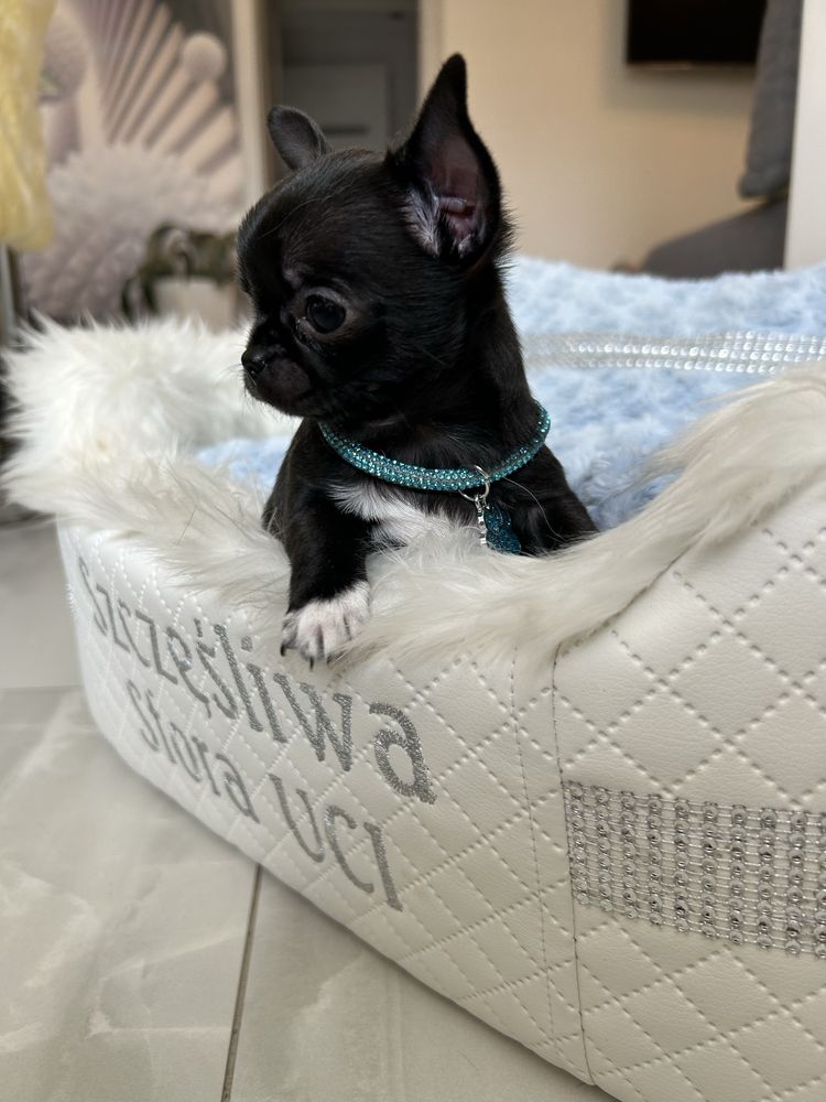 Chihuahua maleńka sunia. MEGA CUDO. JUŻ DO ODBIORU