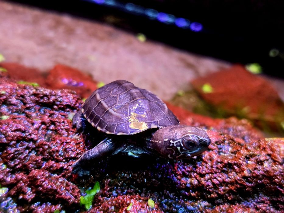 Żółw chiński (mauremys reevesii) wodno-lądowy