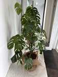 Monstera Deliciosa Variegata