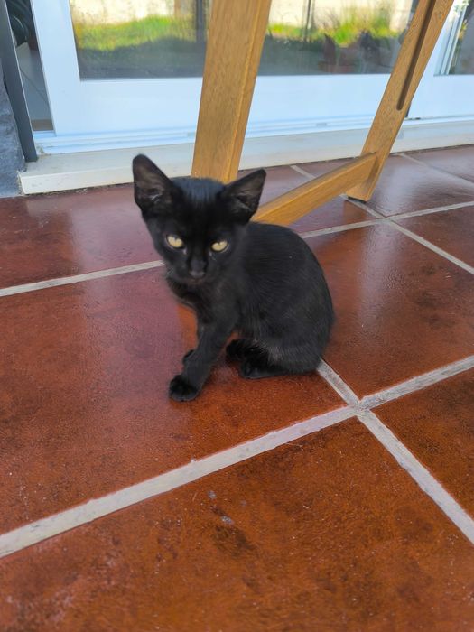 Adoção gatinhos !