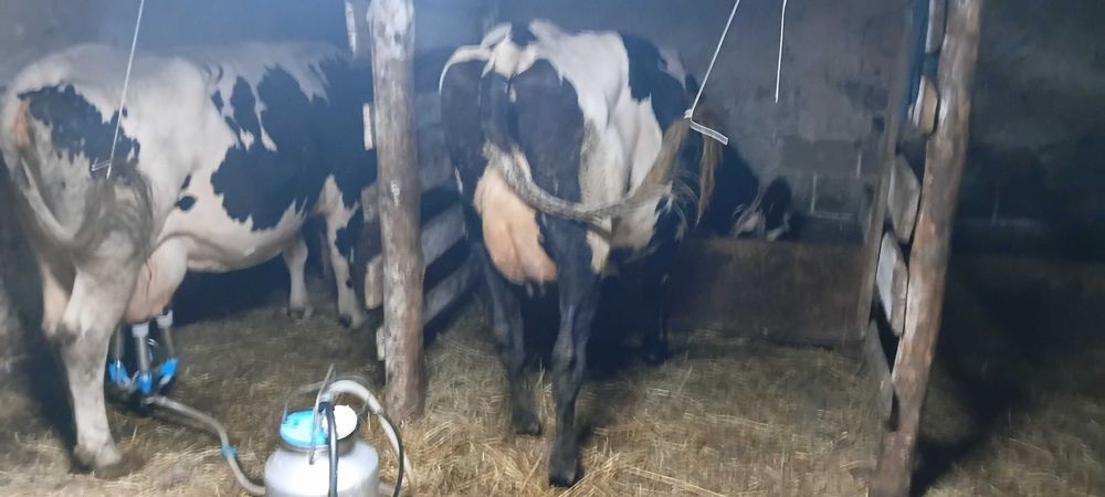 Продаи корову голштин